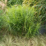 Carex muskingumensis