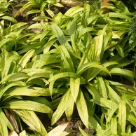 Carex plantaginea