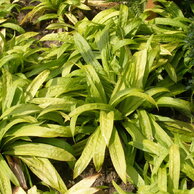 Carex plantaginea