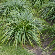 Carex Ribbon Falls
