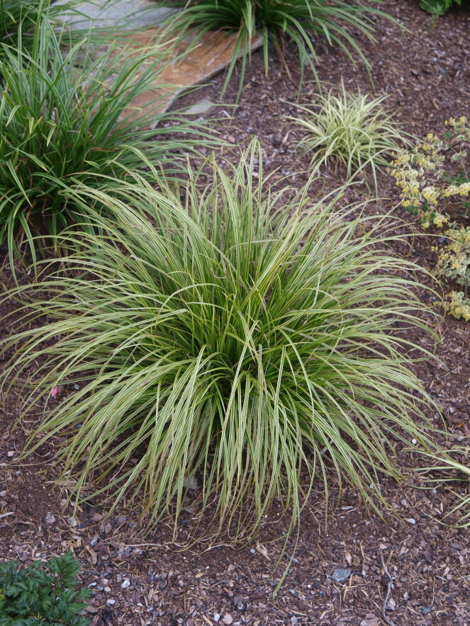 carex sp