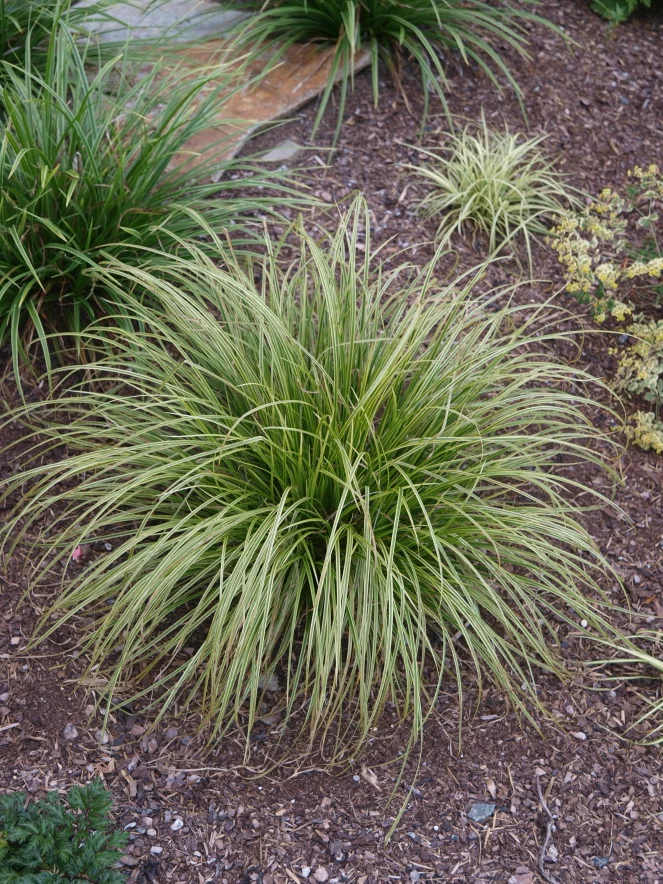 carex sp carex sp
