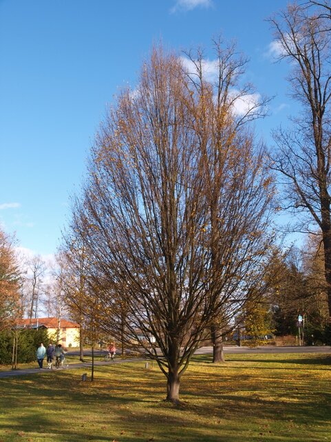 Carpinus betulus Fastigiata jeseň