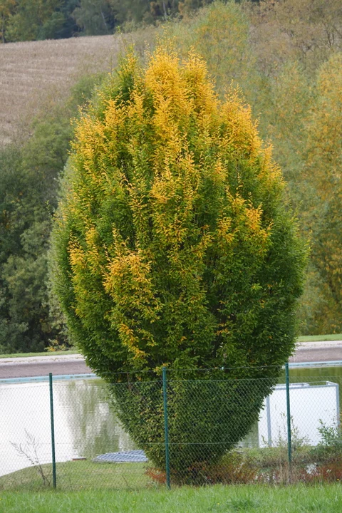 Carpinus betulus Fastigiata - mladý Carpinus betulus Fastigiata - mladý