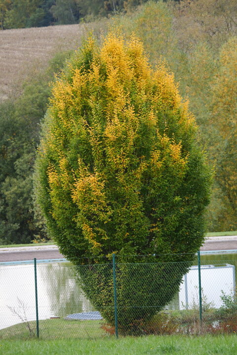 Carpinus betulus Fastigiata - mladý