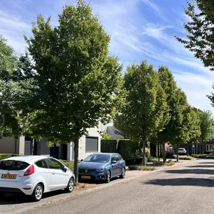 Carpinus betulus Frans Fontaine