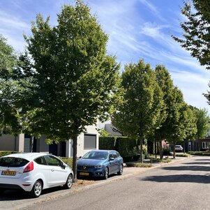 Carpinus betulus Frans Fontaine