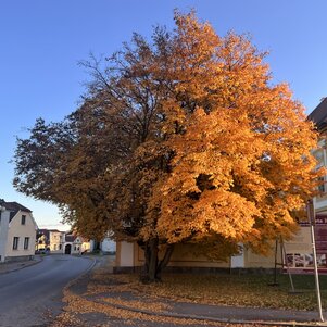 Carpinus betulus jeseň