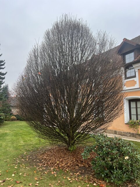 Carpinus betulus Monumentalis