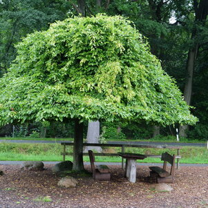 Carpinus betulus Pendula