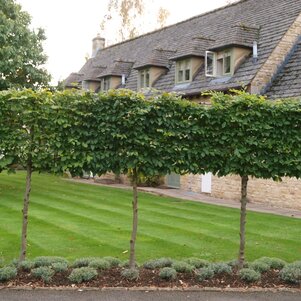 Carpinus betulus tvarovaný