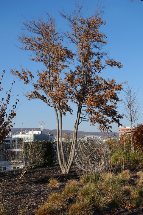 Carpinus betulus viackmeň