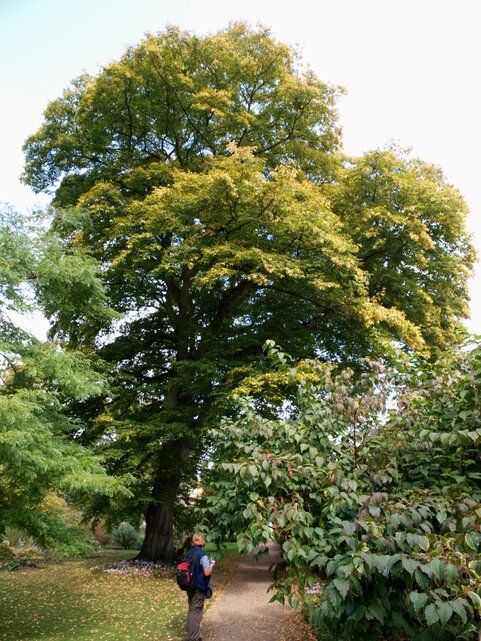 Carpinus betulus výsadba r. 1800