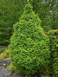 Carpinus monumentalis z