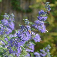 Caryopteris ‘Blue Baloon‘