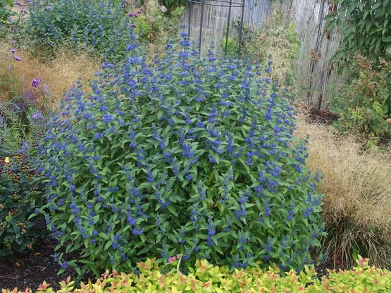 Caryopteris ‘Blue Baloon‘ Caryopteris ‘Blue Baloon‘