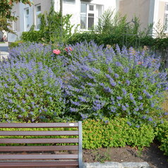 Caryopteris ‘Blue Baloon‘