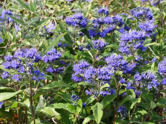 Caryopteris ‘Grand Bleu‘ Caryopteris ‘Grand Bleu‘