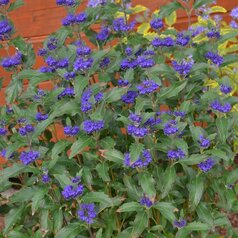 Caryopteris ‘Grand Bleu‘