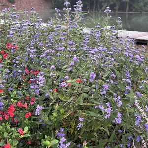 Caryopteris ‘Heavenly Blue‘