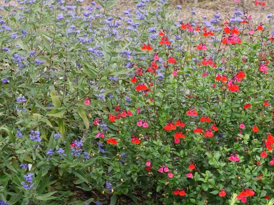 Caryopteris ‘Heavenly Blue‘ v spoločnosti Salvia Gregii Caryopteris ‘Heavenly Blue‘ v spoločnosti Salvia Gregii