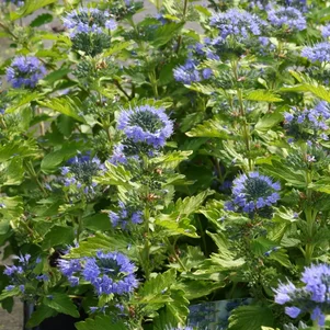 Caryopteris Hint of Gold