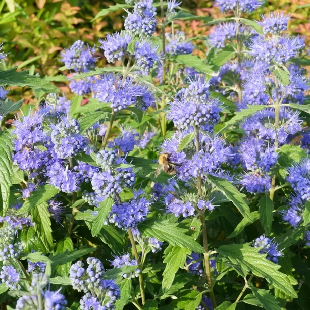 Caryopteris incana