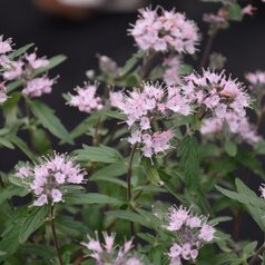 Caryopteris ‘Stephi‘