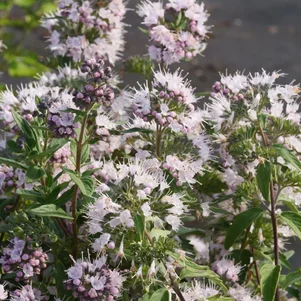 Caryopteris Stephi