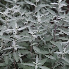 Caryopteris ‘Sterling Silver‘