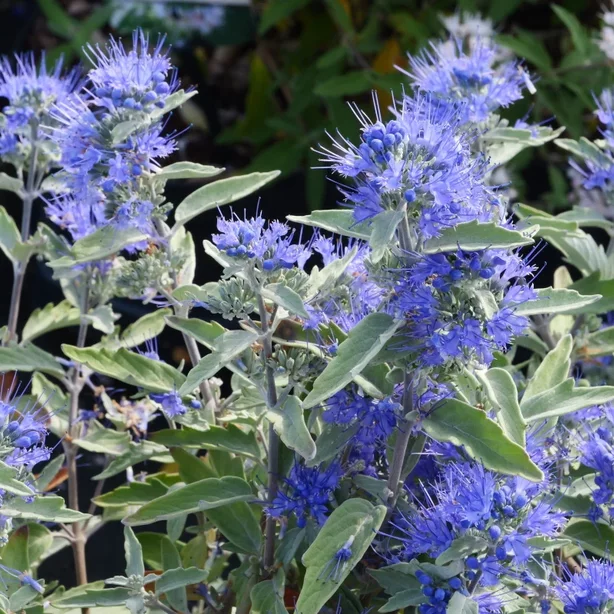 Caryopteris ‘Sterling Silver‘