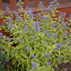 Caryopteris ‘Summer Sorbet‘