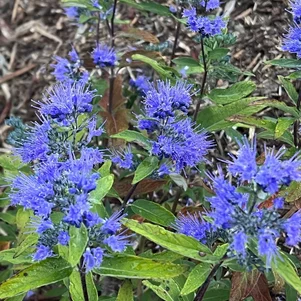 Caryopteris ‘Thetis‘