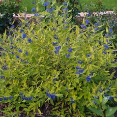 Caryopteris ‘Worcester Gold‘