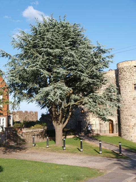 Cedrus atlantica ‘Glauca‘ Cedrus atlantica ‘Glauca‘