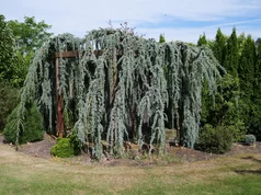 Cedrus atlantica ‘Glauca Pendula‘ Cedrus atlantica ‘Glauca Pendula‘