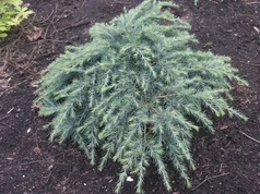 Cedrus deodara ‘Feelin ´s Blue‘ Cedrus deodara ‘Feelin ´s Blue‘