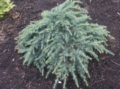 Cedrus deodara ‘Feelin ´s Blue‘