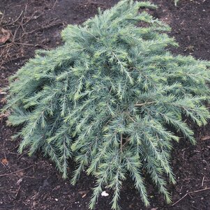 Cedrus deodara ‘Feelin ´s Blue‘