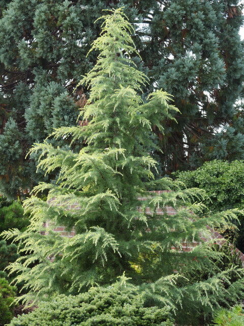 Cedrus deodara ‘Feelin Sunny‘