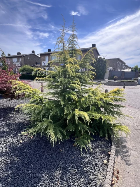 Cedrus deodara ‘Golden Horizon‘ Cedrus deodara ‘Golden Horizon‘