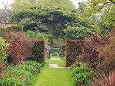 Cedrus libanii