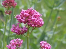 centranthus