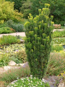 Cephalotaxus harringtoniana ‘Fastigiata‘
