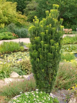 Cephalotaxus harringtoniana ‘Fastigiata‘