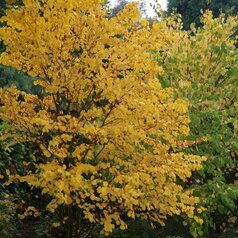 Cercidiphyllum japonicum