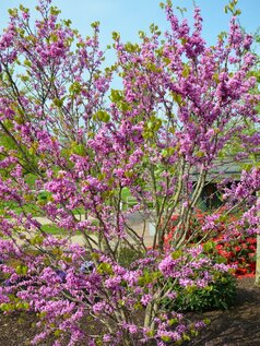 Cercis Avondale z