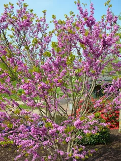 Cercis Avondale z