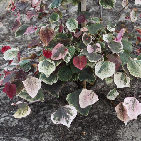 Cercis canadensis ‘Carolina Sweetheart‘