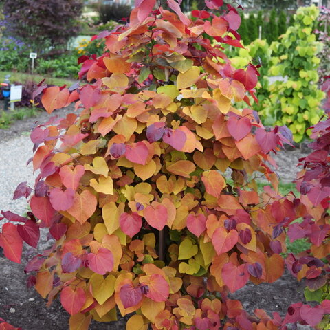 Cercis canadensis ‘Eternal Flame‘